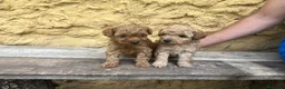 Caniche Toy perros en venta: Caniche Toy hembra  - Anuncio 2