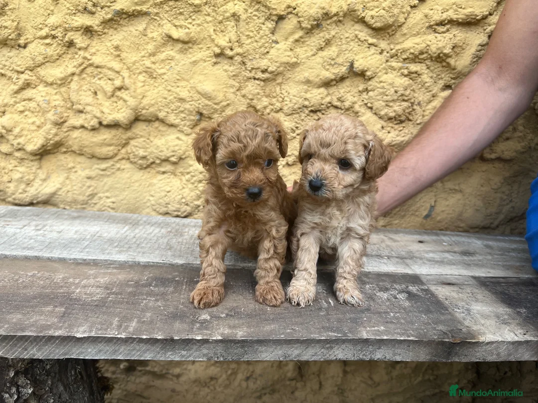 Caniche Toy perros en venta: Caniche Toy hembra  - Anuncio 2