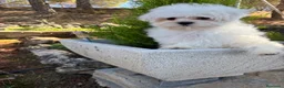 Bichón Maltés perros en venta: Bichon Maltés línea americana y coreana y la  - Anuncio 7
