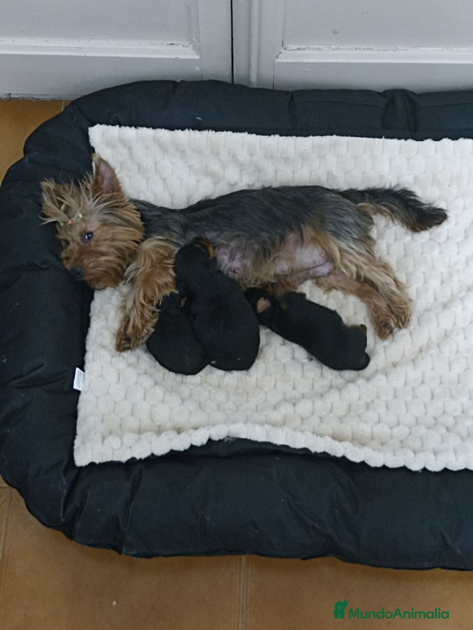 Yorkshire Terrier perros ÚLTIMA YORKSHIRE HEMBRA - Anuncio 1
