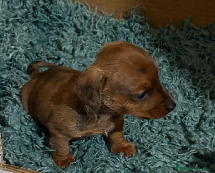 Teckel Miniatura perros cachorro  teckel miniatura merle chocolate diluido - Anuncio 2