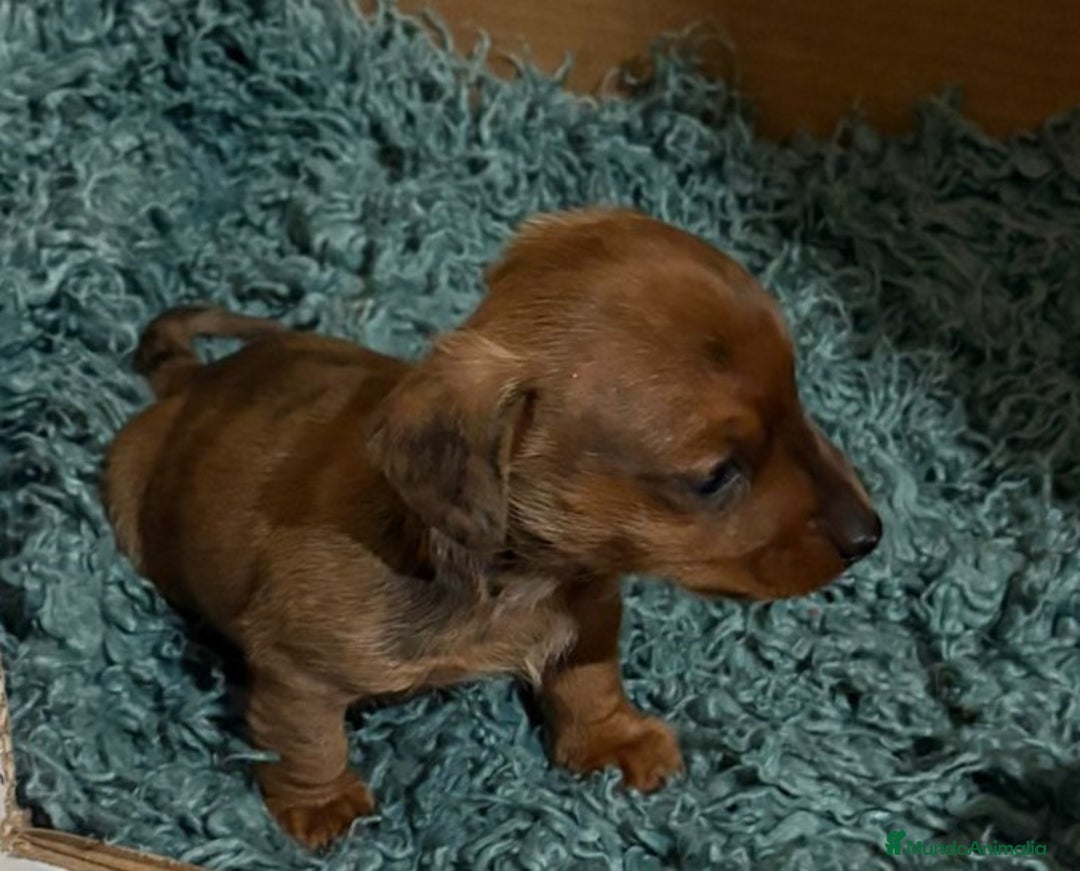 Teckel Miniatura perros en venta: cachorro  teckel miniatura merle chocolate diluido - Anuncio 2