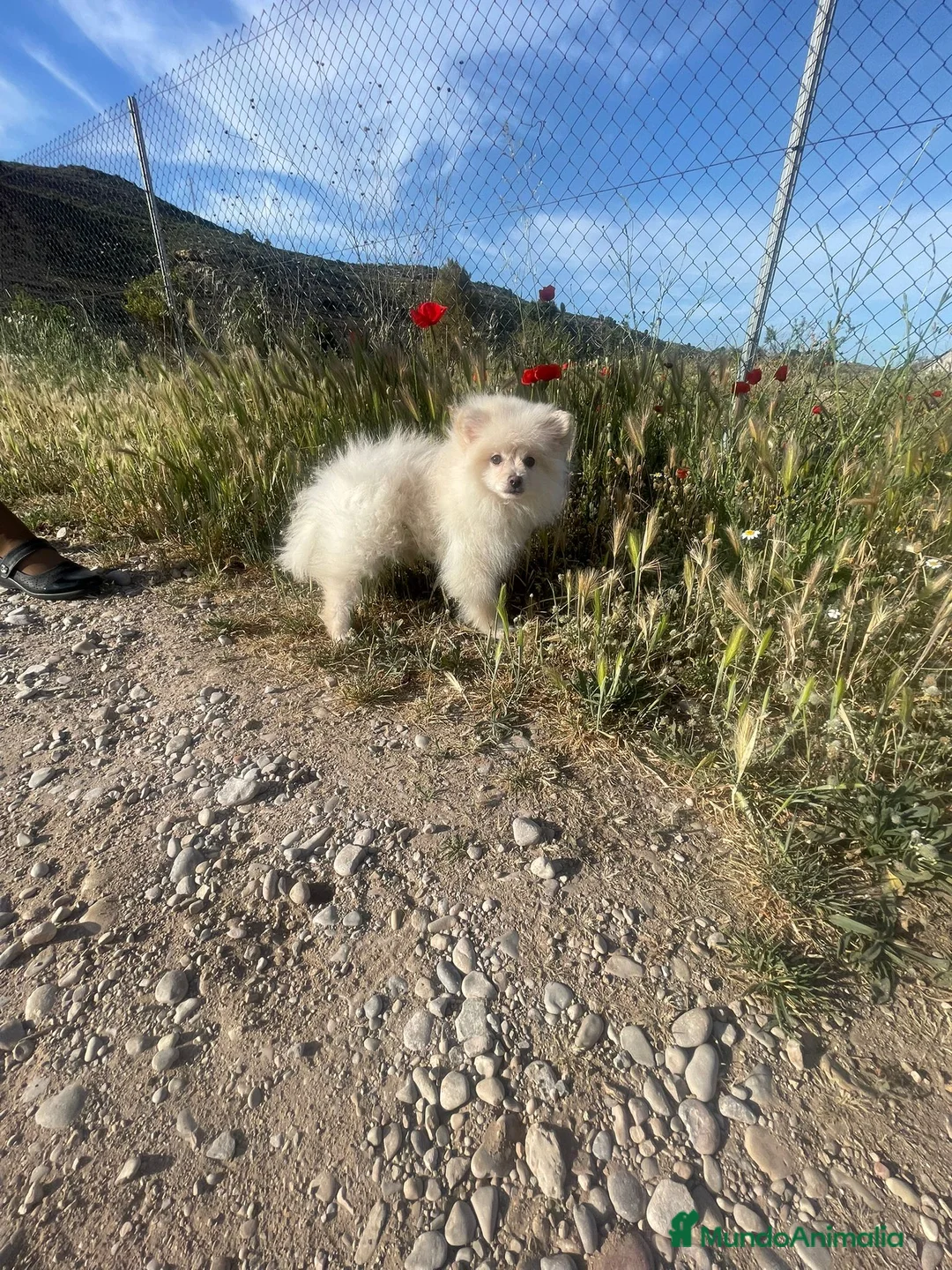 Pomerania perros en venta: Pomerania  - Anuncio 1