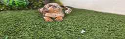 Teckel Miniatura perros en venta: TECKEL MINIATURA ARLEQUIN - Anuncio 1