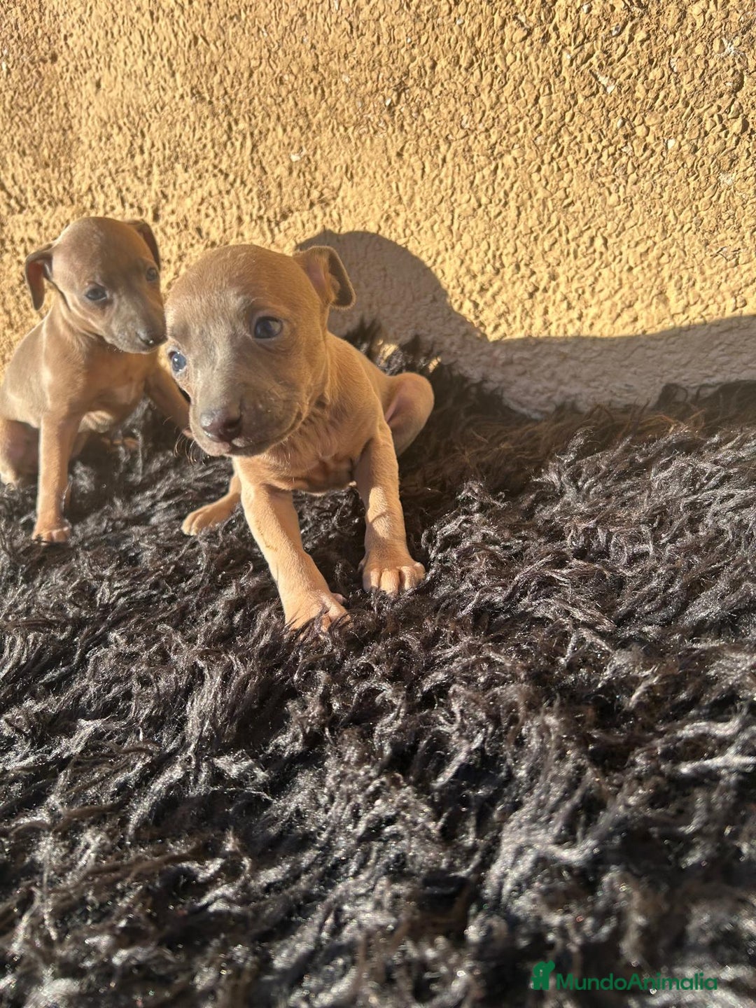 Pequeño Lebrel Italiano perros en venta: Piccolo lebrel italiano dos hembras  - Anuncio 2