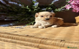 Maltipoo perros en venta: Maltipoo hembra Toy  - Imagen 7