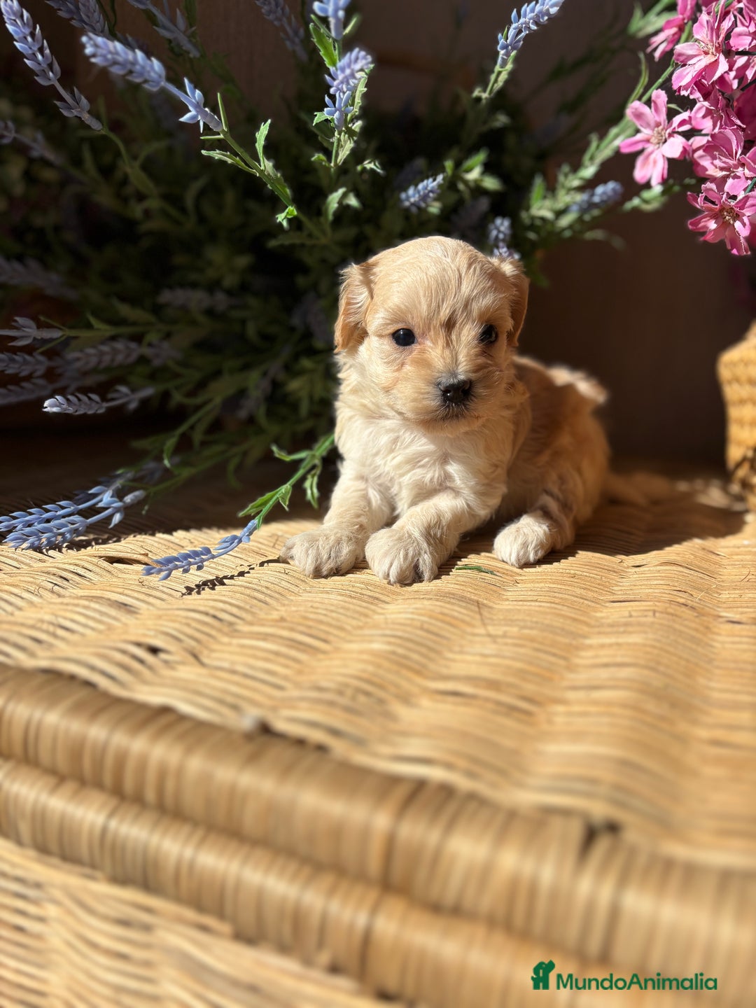 Maltipoo perros en venta: Maltipoo hembra Toy  - Imagen 7