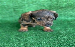 Teckel perros en venta: Teckel miniatura pelo fino  en Madrid - Imagen 1