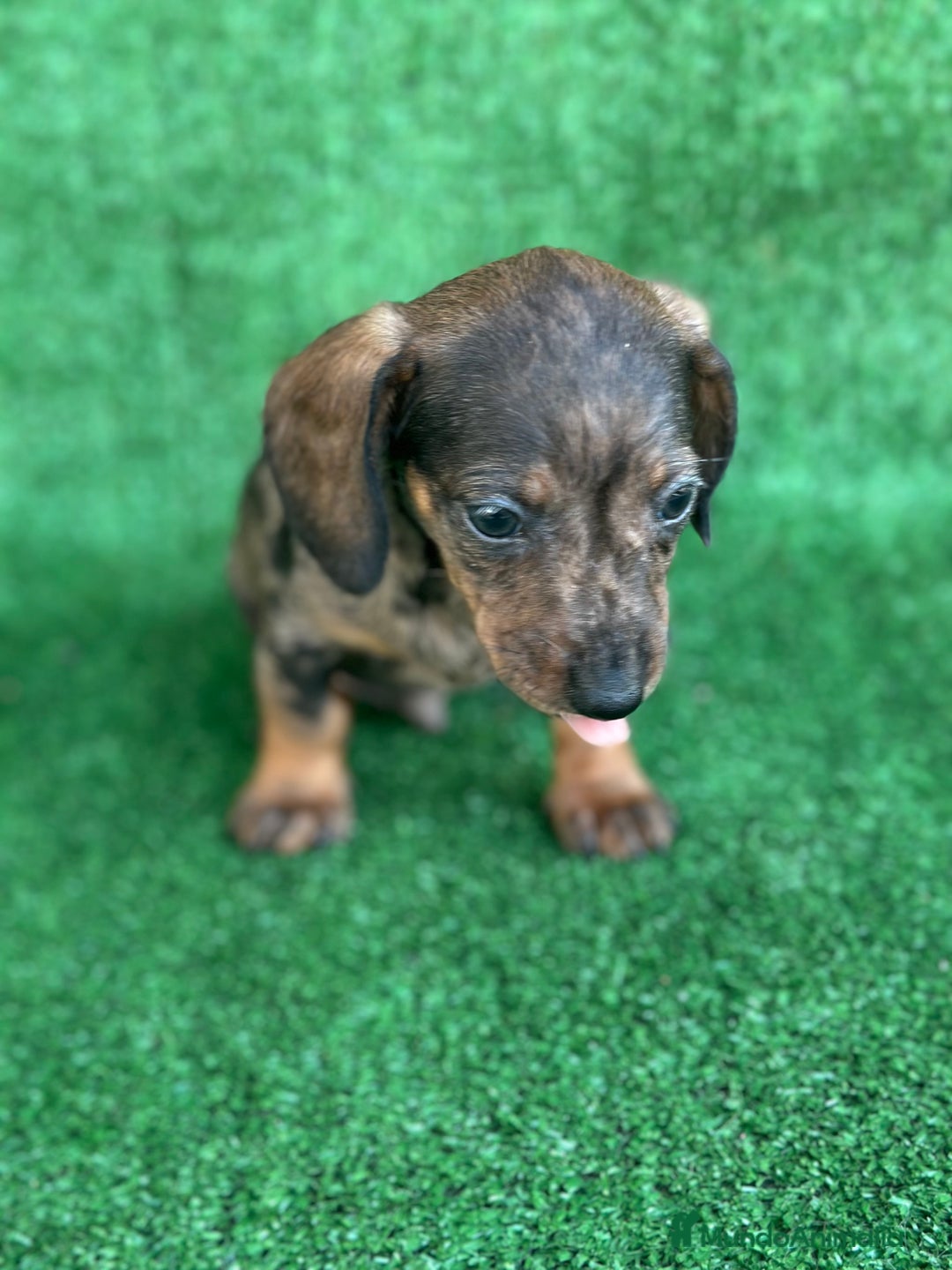 Teckel perros en venta: Teckel miniatura pelo fino  en Madrid - Imagen 1