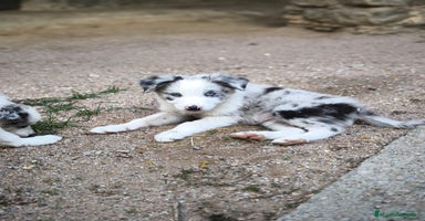 Border Collie perros - Propaganda 10