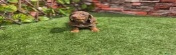Teckel Miniatura perros en venta: TECKEL MINIATURA CHOCOLATE - Anuncio 2