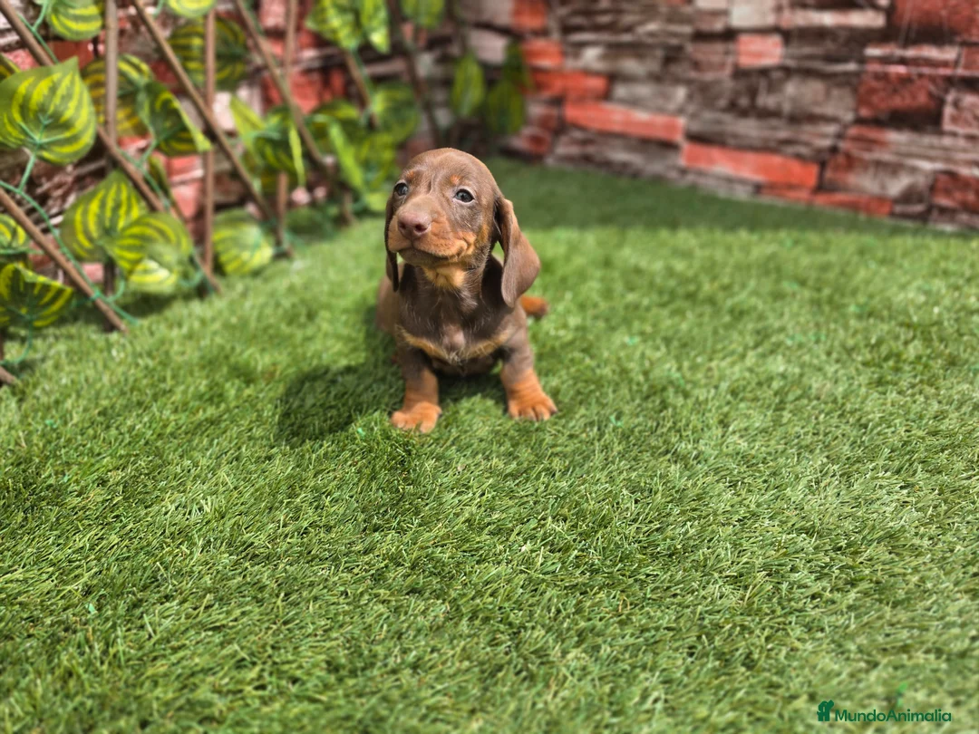 Teckel Miniatura perros en venta: TECKEL MINIATURA CHOCOLATE - Anuncio 2
