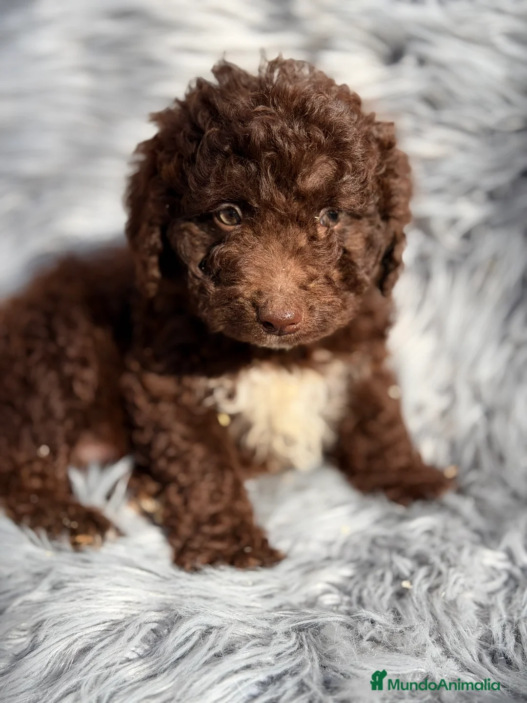 Perro de Agua Español perros en venta: Pdae chocolate  - Anuncio 2