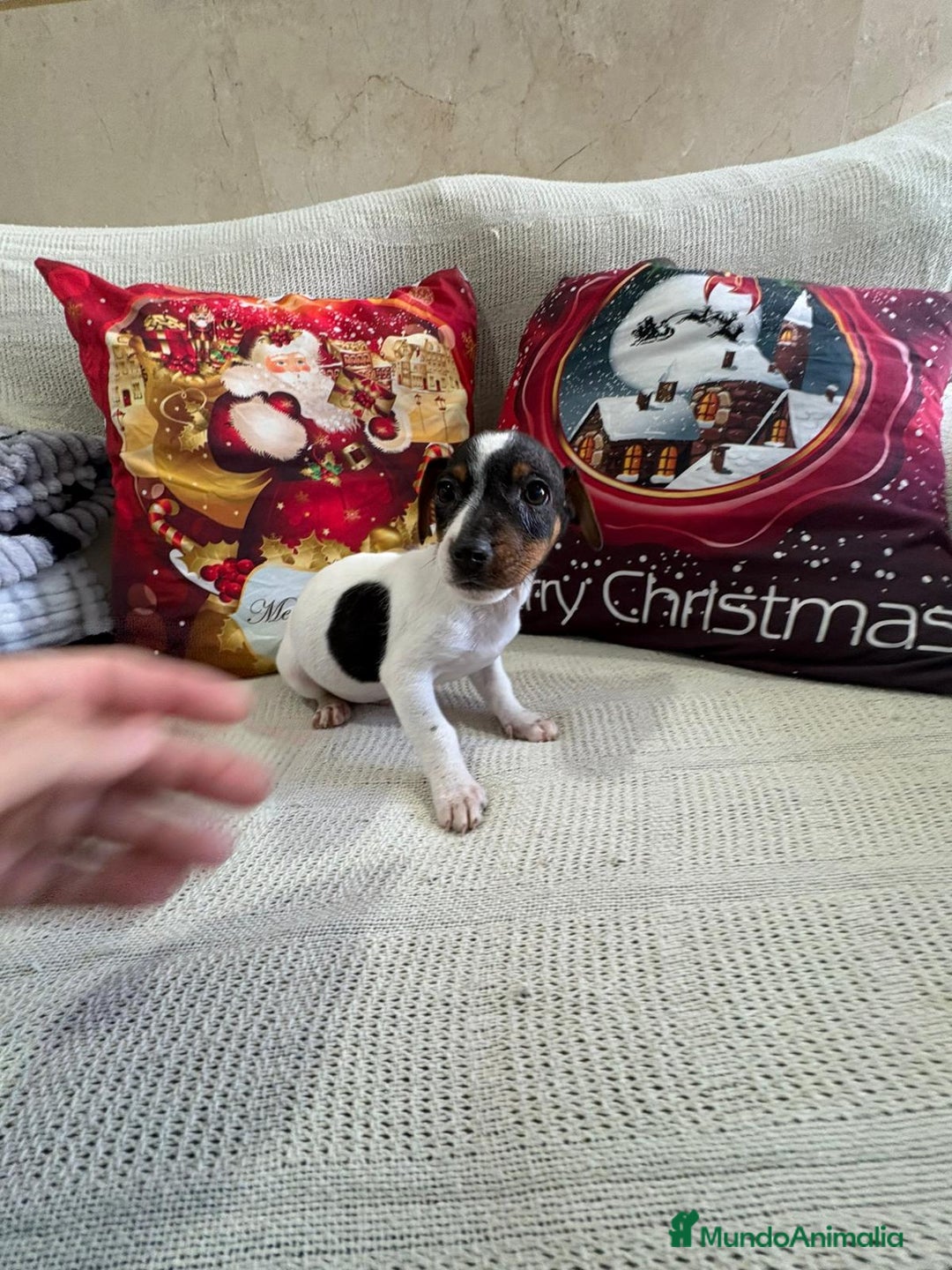 Jack Russell Terrier perros en venta: Jack Russell  - Anuncio 11