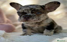 Bulldog Francés perros en venta: BULLDOG FRANCÉS MERLE OJOS AZULES - Imagen 5