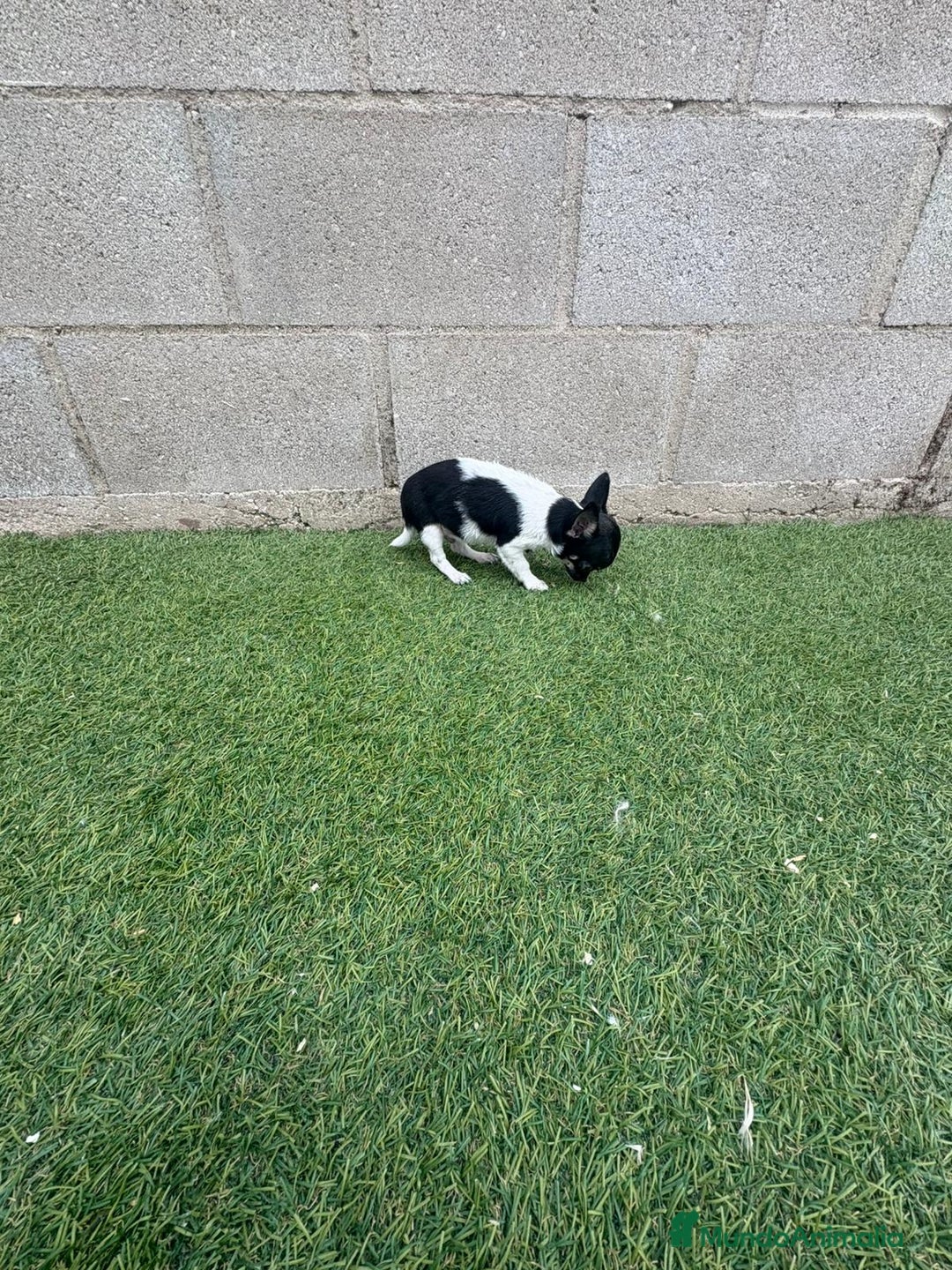 Chihuahua perros en venta: Chihuahua micro toy - Imagen 11