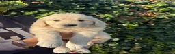 Golden Retriever perros en venta: golden retriever  - Anuncio 3