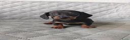 Teckel Miniatura perros en venta: TECKEL NEGRO FUEGO - Anuncio 3