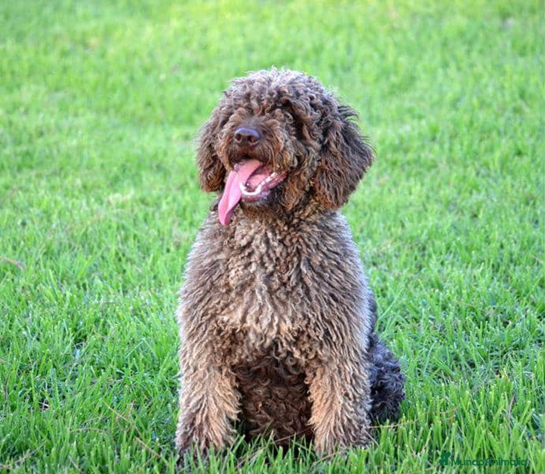 Perro de Agua Español perros en venta: Cachorros perro de agua español - Imagen 19