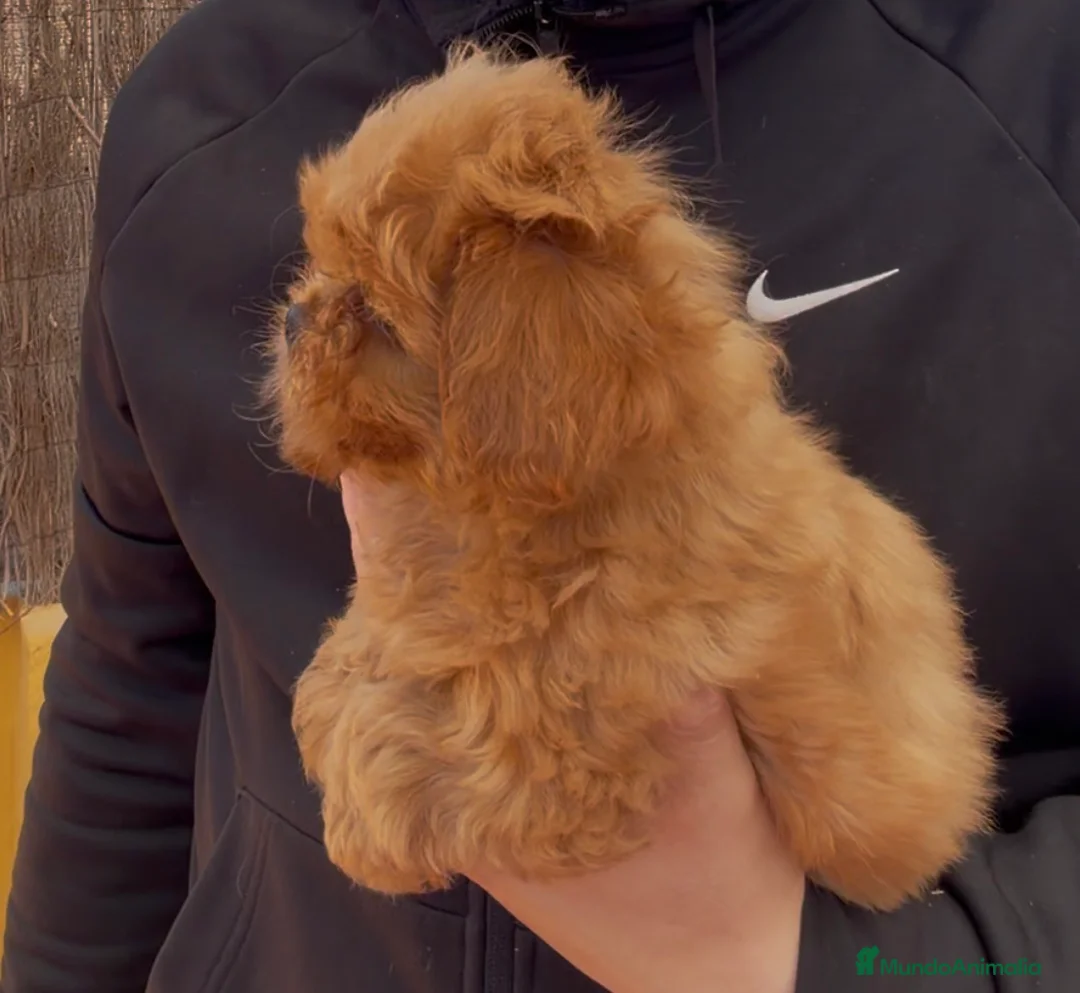 Maltipoo perros en venta: Maltipo - Anuncio 6