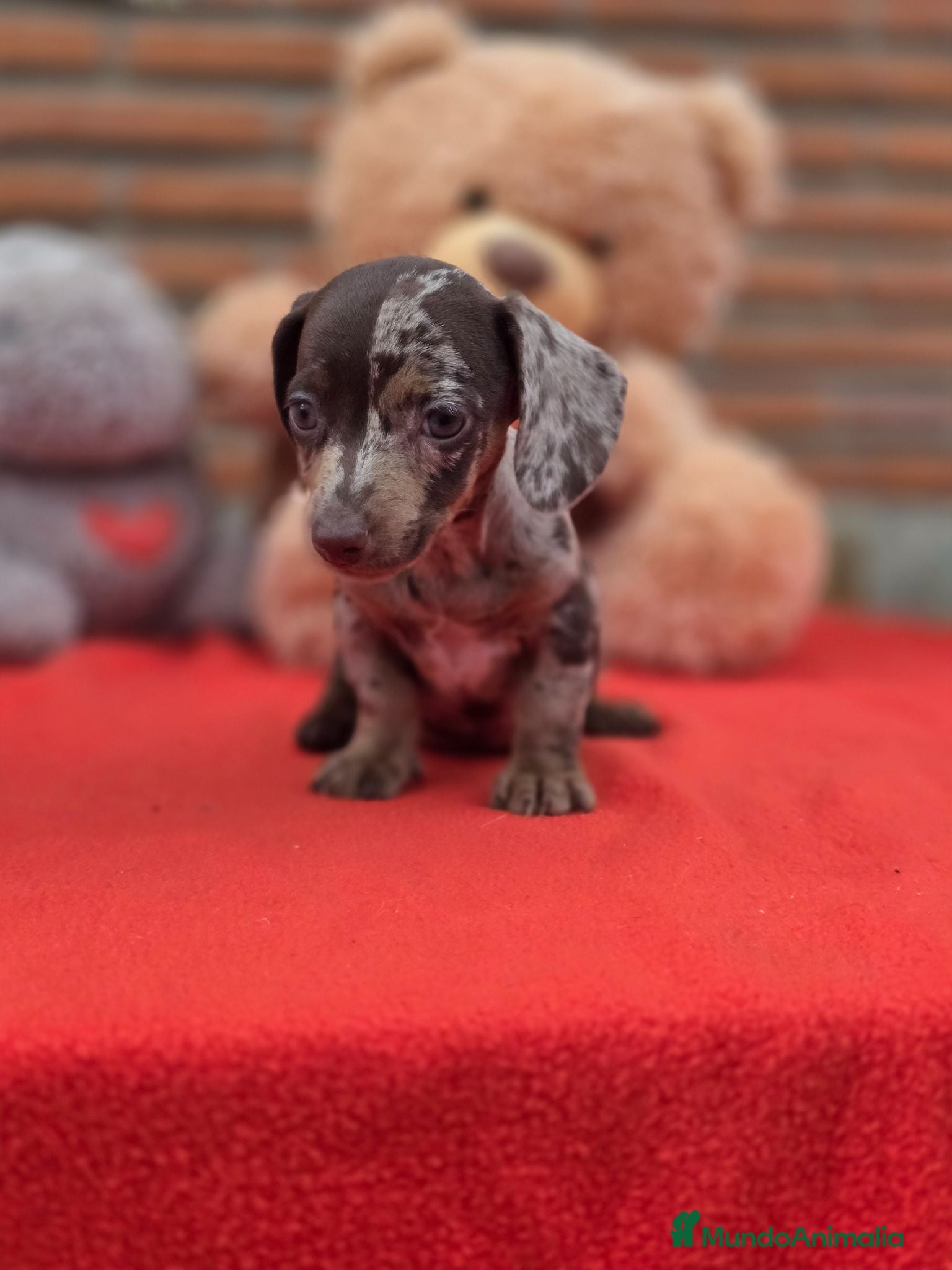 Teckel Miniatura perros Excelente camada de teckel  - Anuncio 1