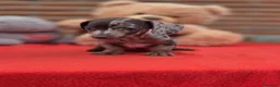 Teckel Miniatura perros en venta: Excelente camada de teckel  - Anuncio 1