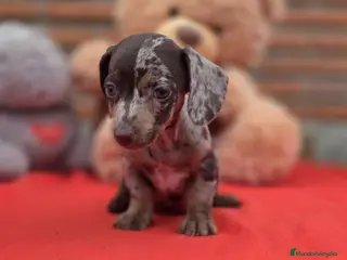 Teckel Miniatura perros Excelente camada de teckel - Anuncio 1