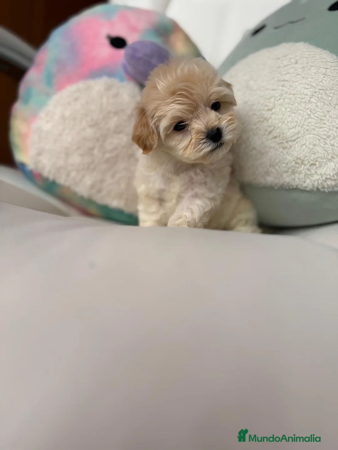 Maltipoo perros en venta: Maltipoo !! - Anuncio 2