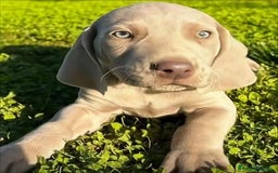 Braco de Auvernia perros en venta: Camada Braco de Weimar - Imagen 1