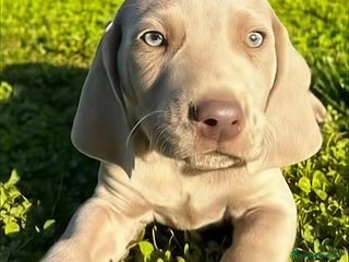 Braco de Auvernia perros - Anuncio 27