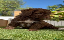 Perro de Agua Español perros en venta: PERRO DE AGUA ESPAÑOL HEMBRA - Imagen 5