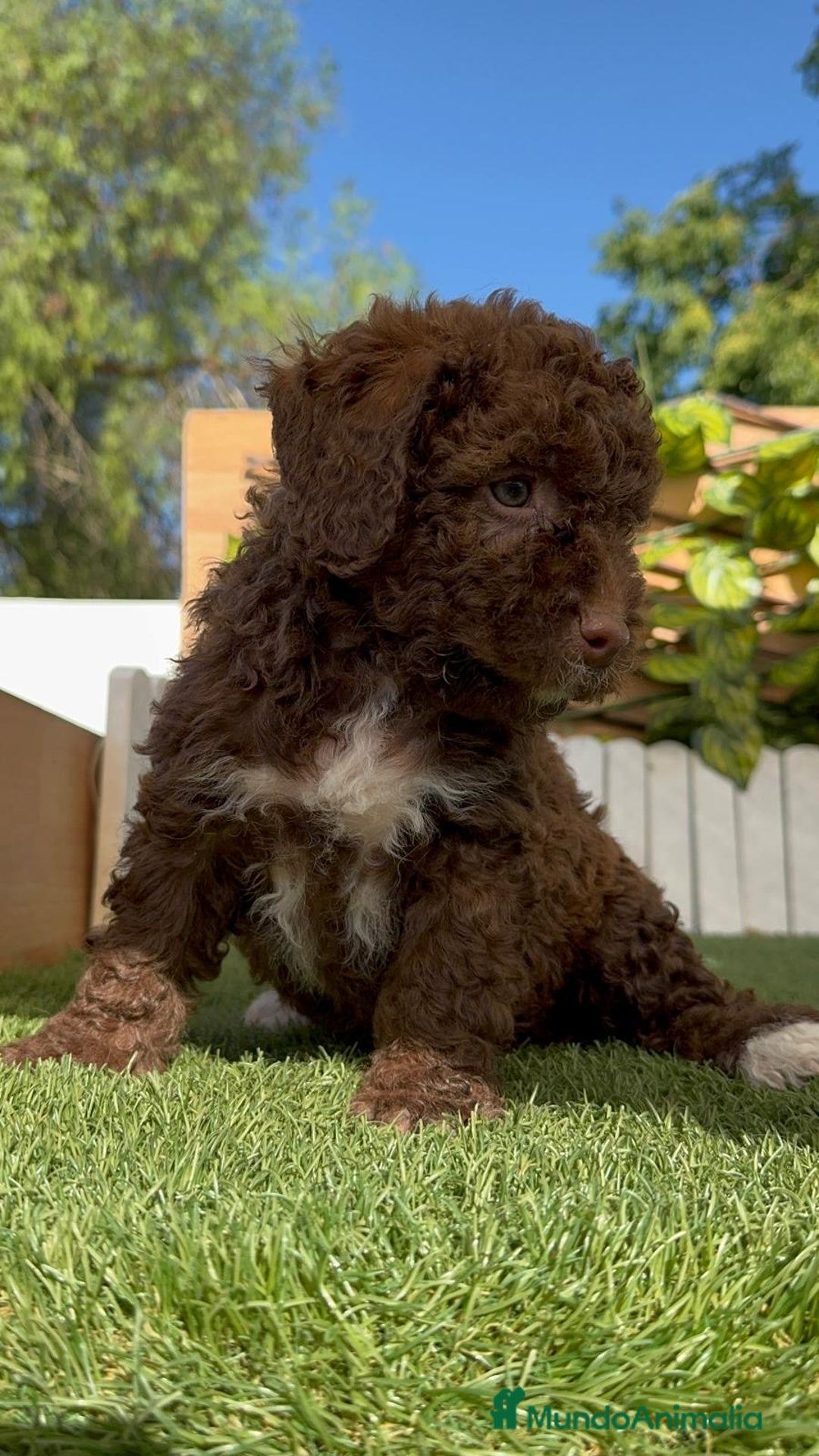 Perro de Agua Español perros en venta: PERRO DE AGUA ESPAÑOL HEMBRA - Imagen 5