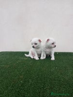 Chihuahua perros CHIHUAHUAS TOYS CABEZA MANZANA - Anuncio 10