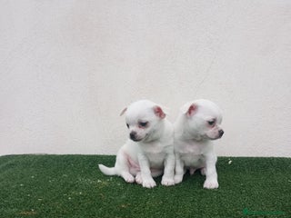 Chihuahua perros - Anuncio 20