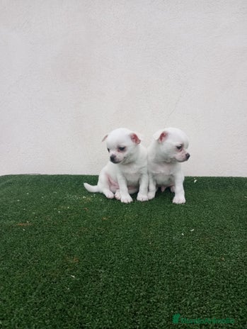 Chihuahua perros - Anuncio 2