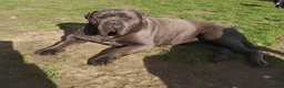 Cane Corso perros en venta: Cachorros Cane Corso - Anuncio 5