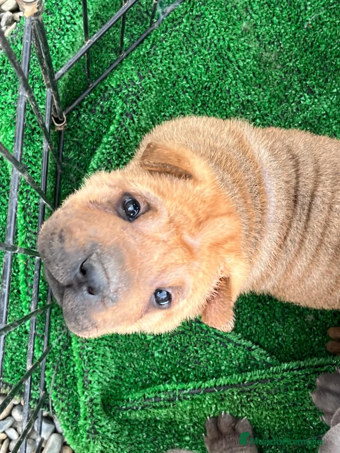 Shar Pei perros en venta: PRECIOSOS SHAR PEI BEBES en Málaga - Anuncio 8