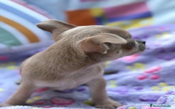 Chihuahua perros en venta: Hembrita chihuahua toy - Imagen 15
