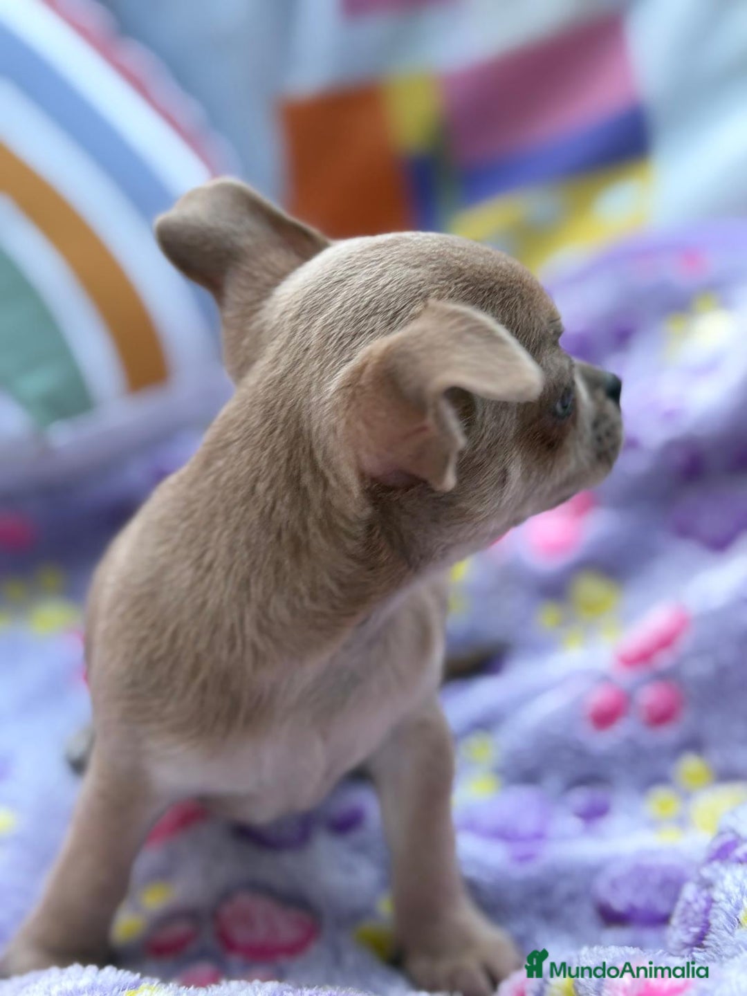 Chihuahua perros en venta: Hembrita chihuahua toy - Imagen 15