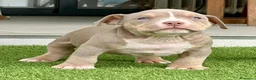 American Bully perros en venta: Camada American Bully - Anuncio 3