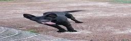 Pastor Alemán perros en venta: Pastor alemán negro - Anuncio 2