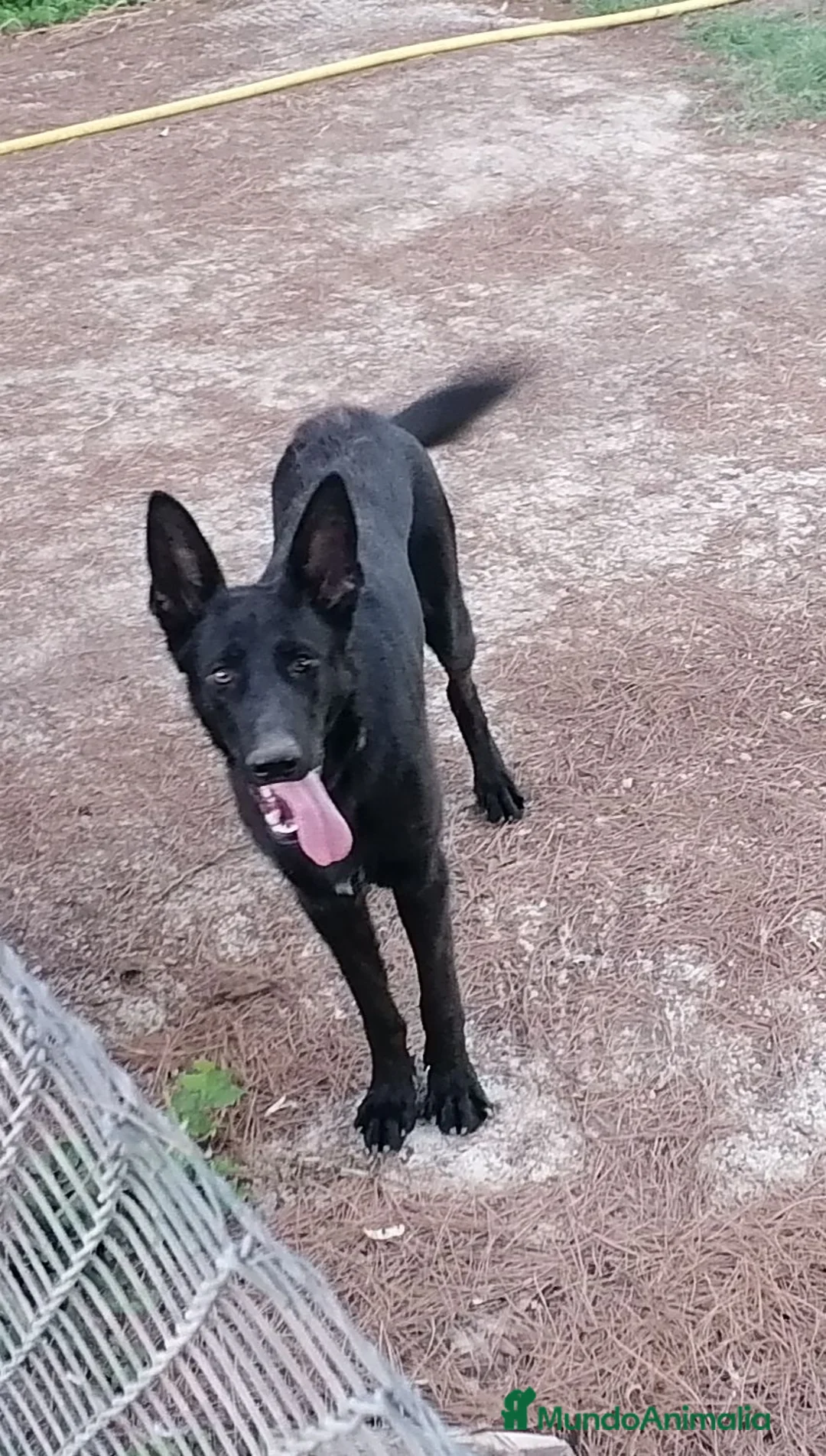 Pastor Alemán perros en venta: Pastor alemán negro - Anuncio 2