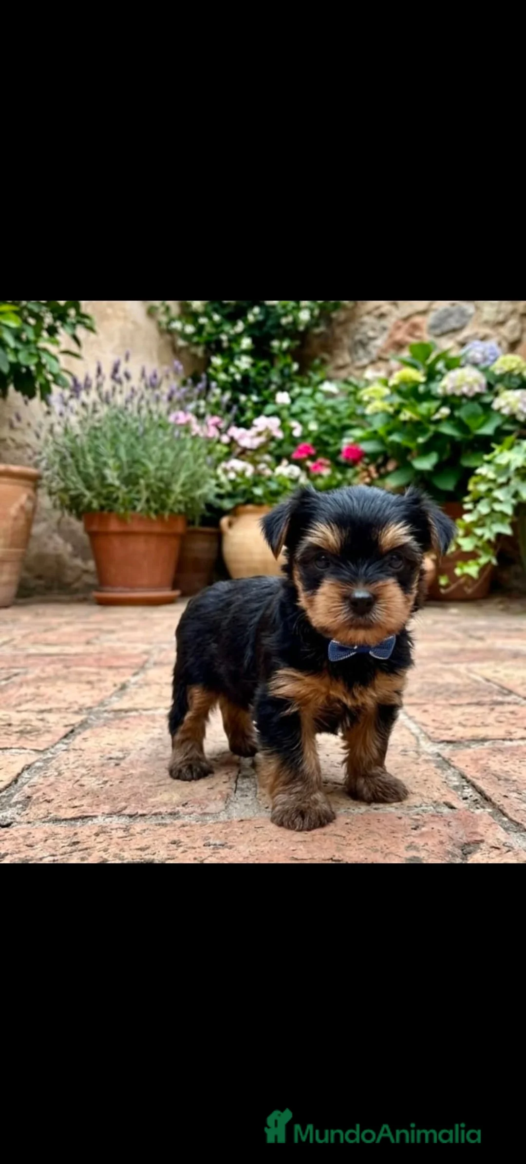 Yorkshire Terrier perros en venta: Yorkshire Terrier de Calidad  - Anuncio 2