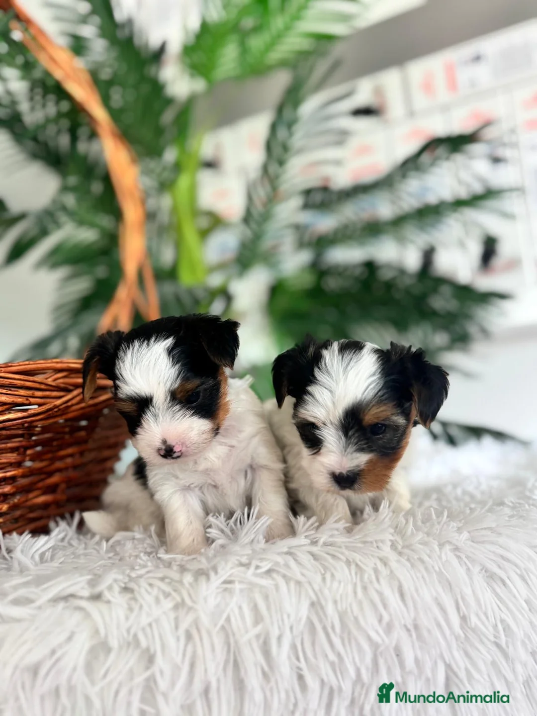 Yorkshire Terrier perros en venta: YORKSHIRE BIEWER - Anuncio 2