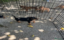 Pinscher Miniatura perros en venta: Camada pinscher miniatura  - Imagen 3