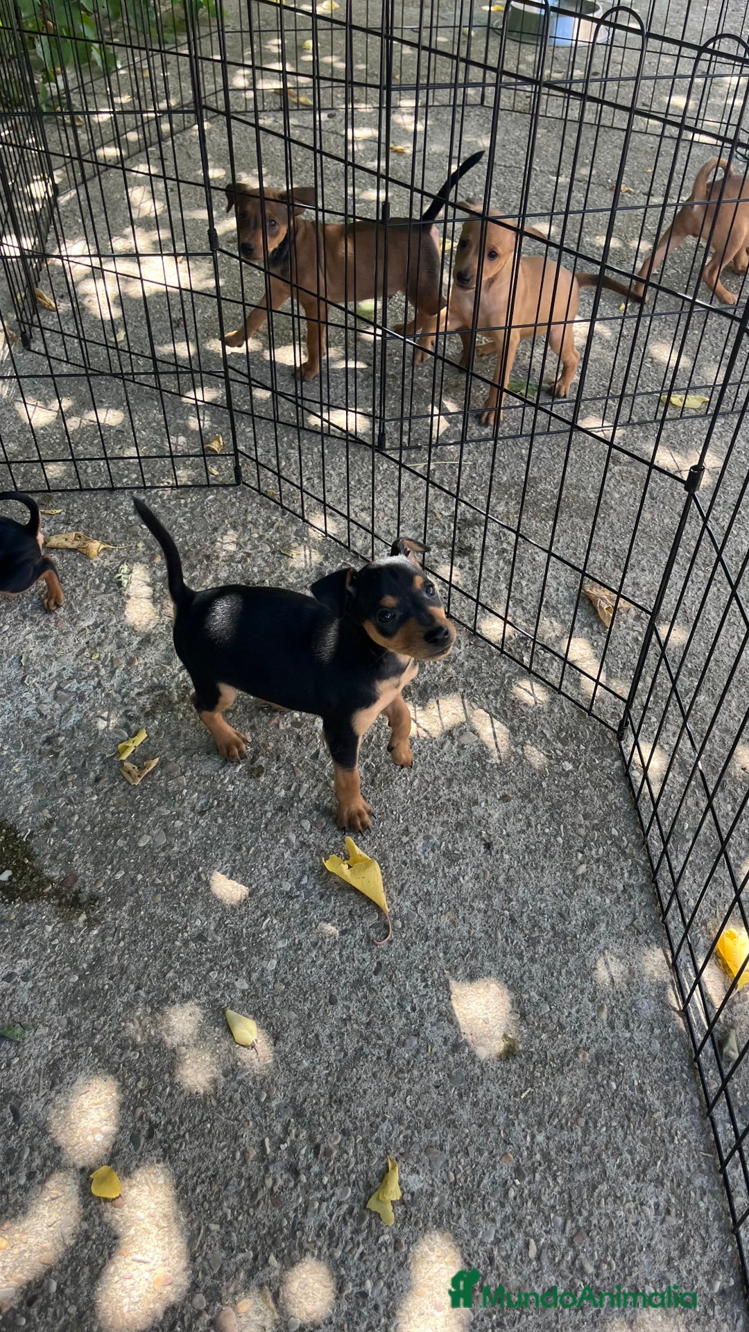 Pinscher Miniatura perros en venta: Camada pinscher miniatura  - Imagen 3