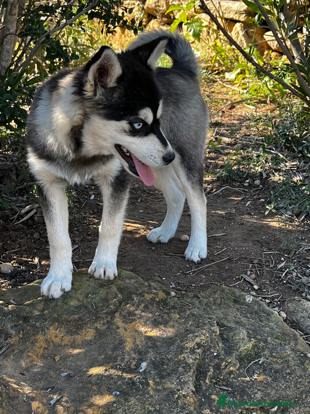 Pomsky perros en adopcion: Pomsky multigeneracional  - Anuncio 2