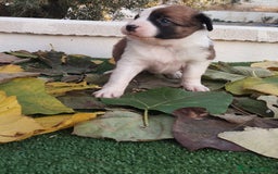 Border Collie perros en venta: GRAN CAMADA DE BORDER COLLIE - Imagen 14