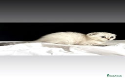 Scottish Fold gatos en venta: Cachorro scottish fold - Imagen 3