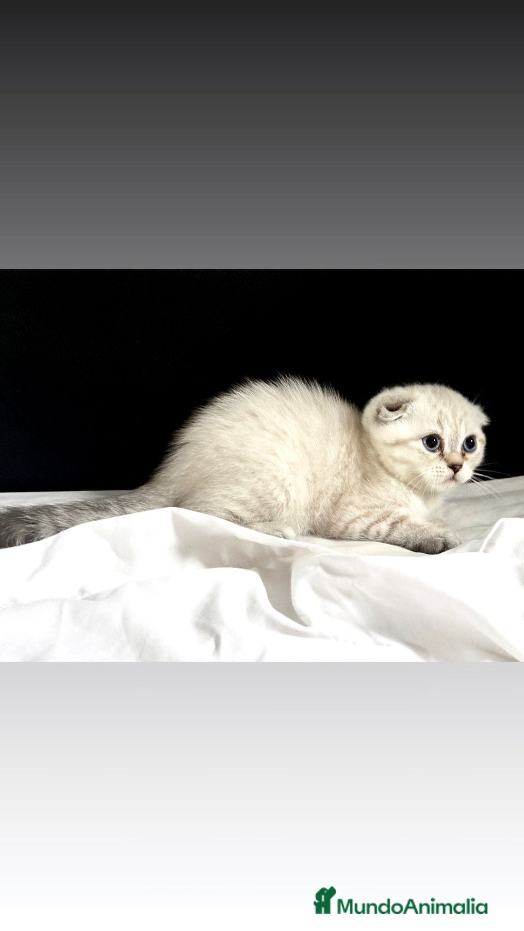 Scottish Fold gatos en venta: Cachorro scottish fold - Imagen 3
